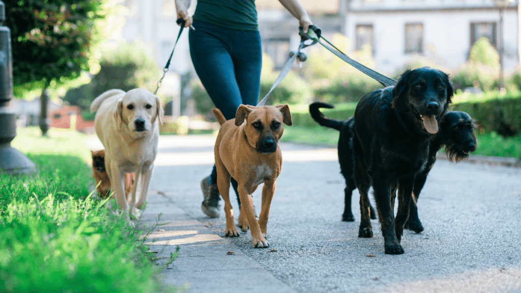 How to be a dog walker